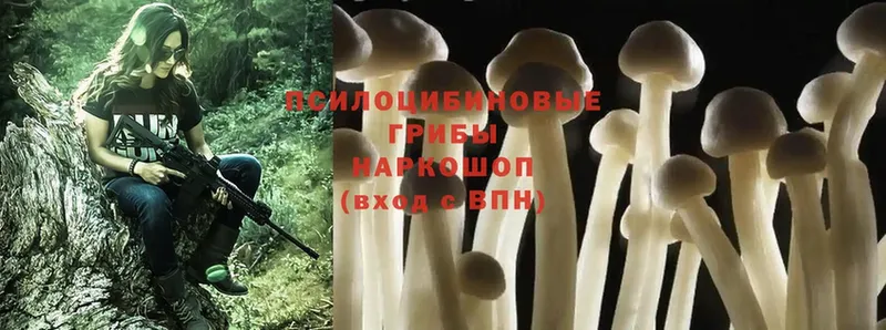 Псилоцибиновые грибы Psilocybe Кемь